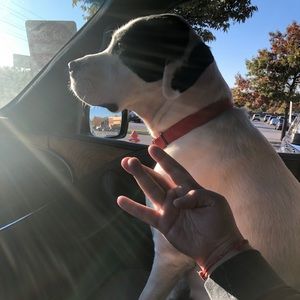 Meet your Posher, Alexander